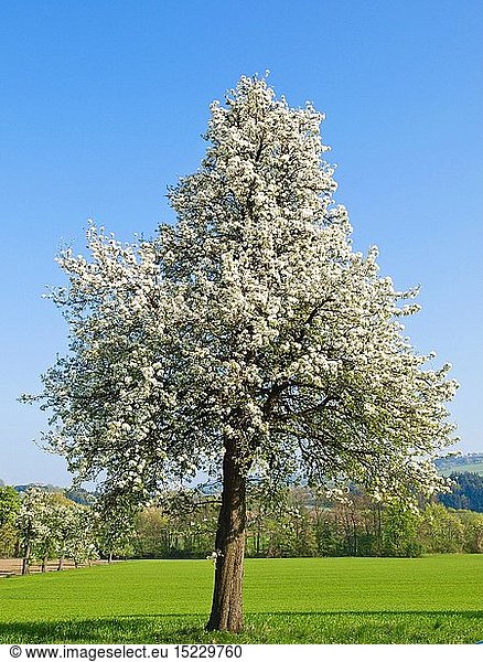 Botanik  Birne (Pyrus communis)  Birnbaum in BlÃ¼te  Mostviertel  NiederÃ¶sterreich  Ã–sterreich