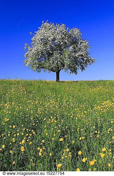 Botanik  BlÃ¼hender Apfelbaum im FrÃ¼hling  Schweiz