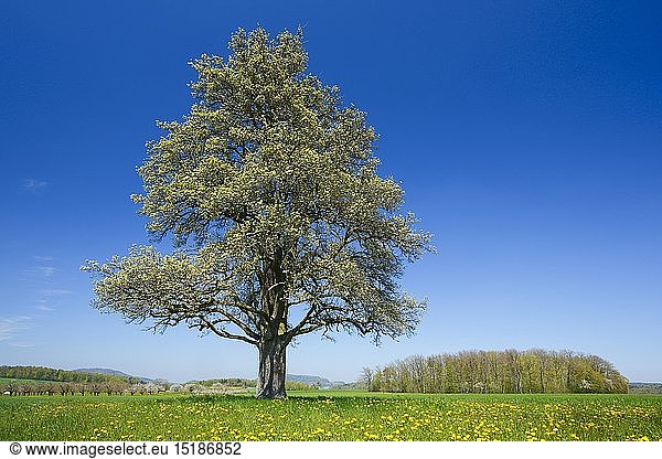 Botanik  BlÃ¼hender Birnbaum im FrÃ¼hling  Schweiz