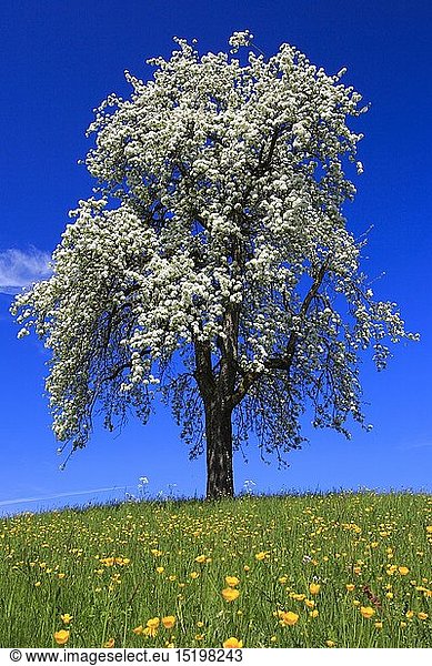 Botanik  BlÃ¼hender Birnbaum im FrÃ¼hling  Schweiz