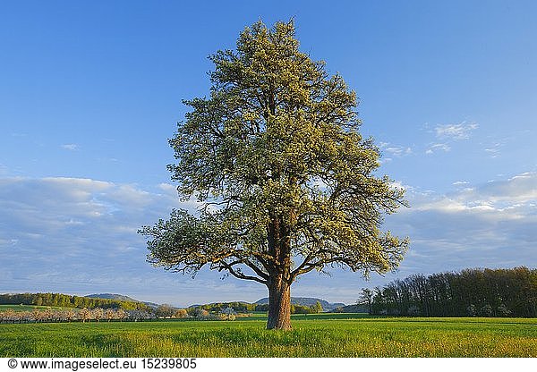 Botanik  BlÃ¼hender Birnbaum im FrÃ¼hling  Schweiz