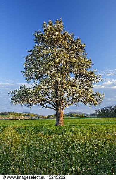 Botanik  BlÃ¼hender Birnbaum im FrÃ¼hling  Schweiz