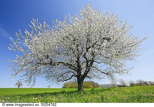 Botanik  BlÃ¼hender Birnbaum im FrÃ¼hling  Schweiz