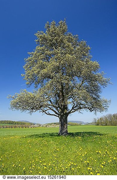 Botanik  BlÃ¼hender Birnbaum im FrÃ¼hling  Schweiz
