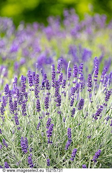 Botanik  BlÃ¼hender Lavendel