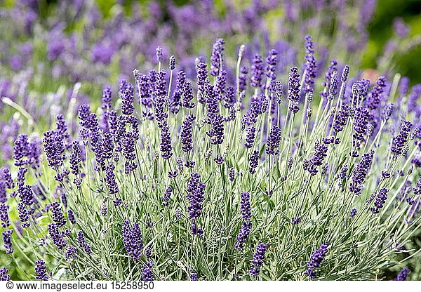 Botanik  BlÃ¼hender Lavendel