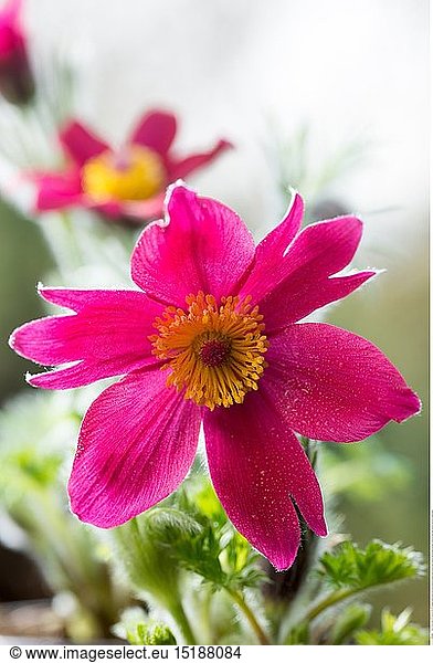 Botanik  BlÃ¼ten der Kuhschelle (Anemone pulsatilla)