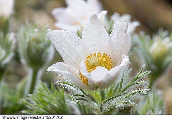 Botanik  BlÃ¼ten der Kuhschelle (Anemone pulsatilla)