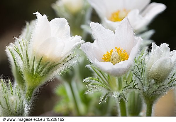 Botanik  BlÃ¼ten der Kuhschelle (Anemone pulsatilla)