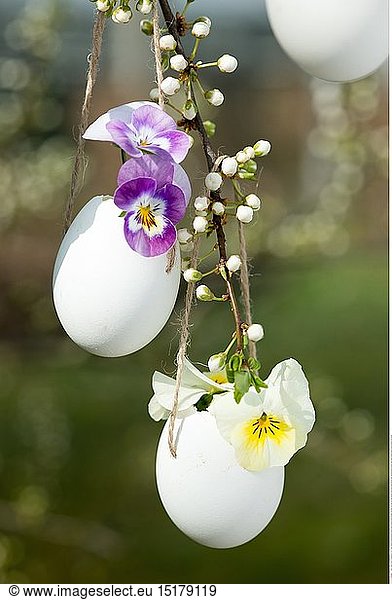 Botanik  BlÃ¼ten in ausgeblasenen Eiern