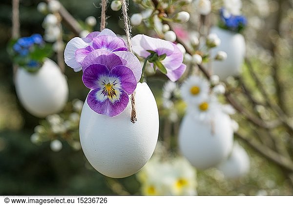 Botanik  BlÃ¼ten in ausgeblasenen Eiern