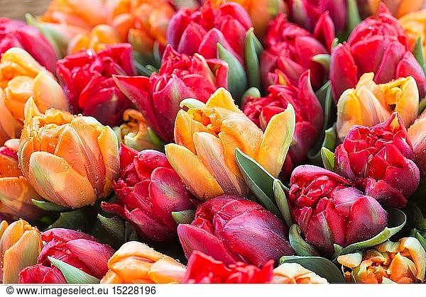Botanik  bunte Tulpen