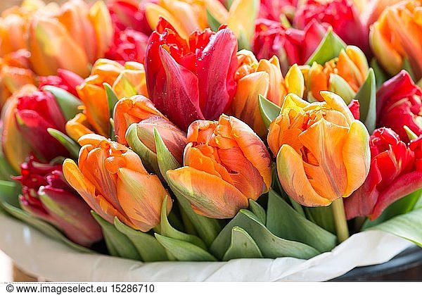 Botanik  bunte Tulpen