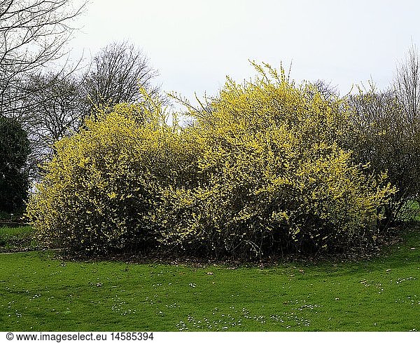 Botanik  Forsythien  Art 'Hybrid-Forsythie' (Forsythia x intermedia)  gelb blÃ¼hender Busch