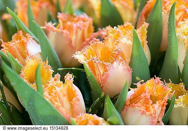 Botanik  gefranste Tulpen