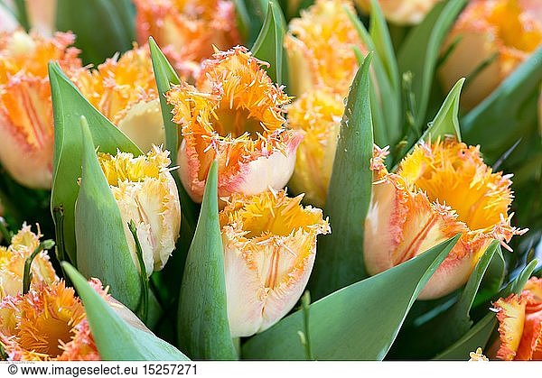 Botanik  gefranste Tulpen
