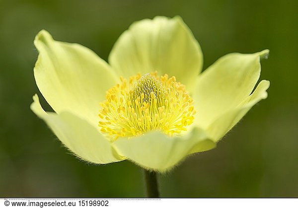 Botanik  Gelbe Alpen-Kuhschelle  Pulsatilla alpina subsp. apiifolia  Schweiz