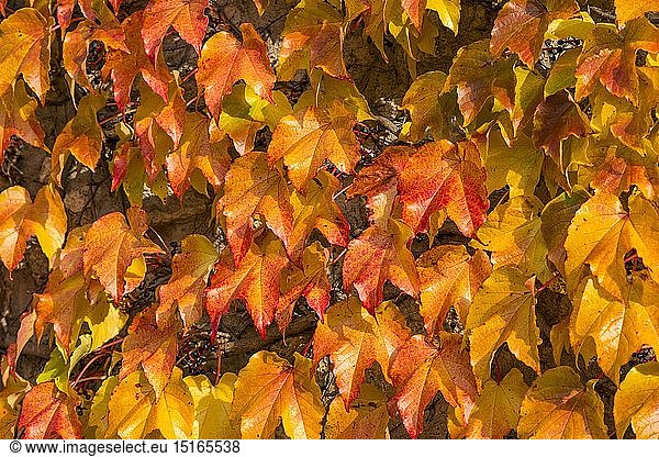 Botanik  Herbstlaub  Ã–sterreich  NiederÃ¶sterreich  Wien Umgebung  Perchtoldsdorf