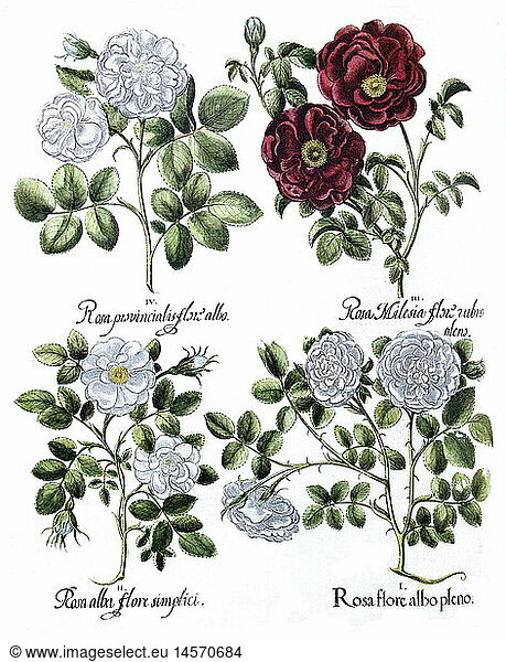 Botanik hist  Blumen  Rosen  duftende weiÃŸe Rose (Rosa spec.)  Rote Essig-Rose (Rosa gallica)  WeiÃŸe Rose mit einfachen BlÃ¤ttern (Rosa alba)  weiÃŸe Rose mit gefÃ¼llten BlÃ¤ttern (Rosa alba)  Kupferstich  'Hortus Eystettensis' von Basilius Besler  NÃ¼rnberg  1613