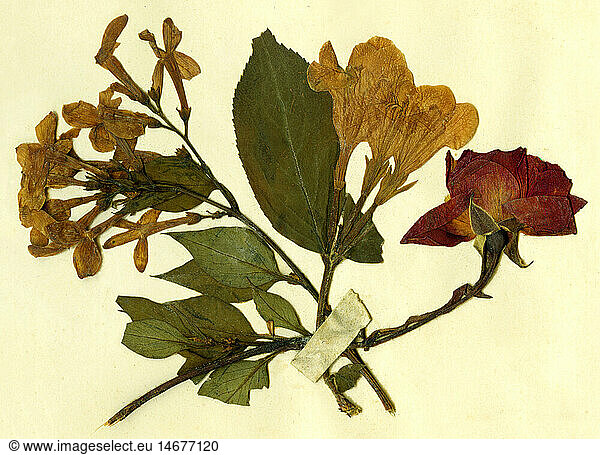Botanik hist.  Herbarium  gepresste Blumen  getrocknet  Deutschland  1893