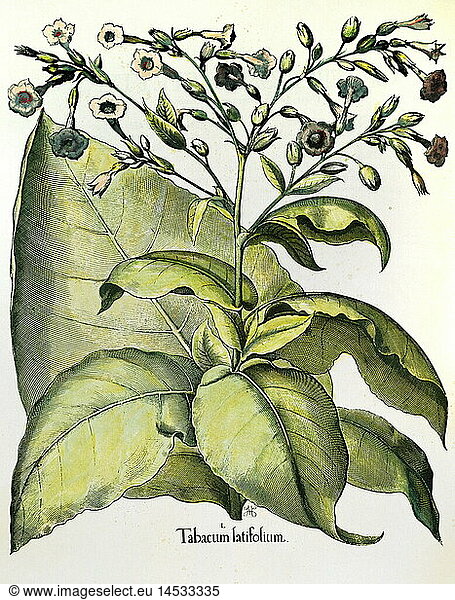 Botanik hist.  Tabak  Virginischer Tabak (nicotina tabacum)  Pflanze  BlÃ¤tter und BlÃ¼ten  Kupferstich zu 'Hortus Eystettensis' von Basilius Besler  NÃ¼rnberg  1613  Privatsammlung