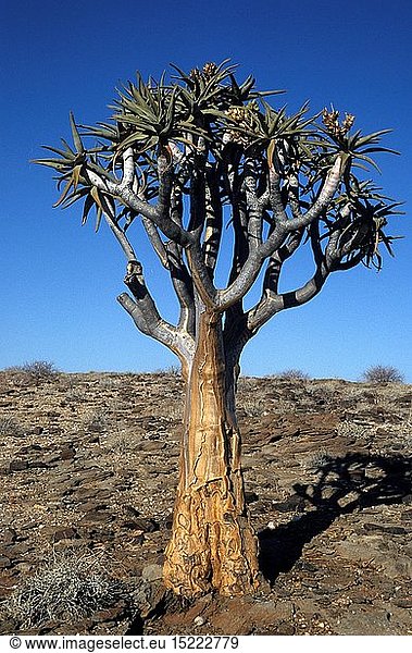 Botanik  KÃ¶cherbaum (Aloe dichotoma)  Brandberg  Namibia  Afrika