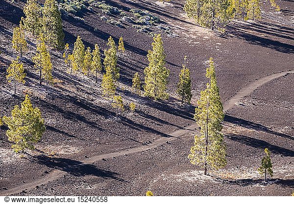 Botanik  Kiefer  Kanarische Kiefer (Pinus canariensis)  Mirador de Chio  Teide-Nationalpark  Teneriffa  Spanien