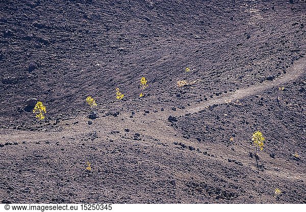 Botanik  Kiefer  Kanarische Kiefer (Pinus canariensis)  Mirador de Chio  Teide-Nationalpark  Teneriffa  Spanien