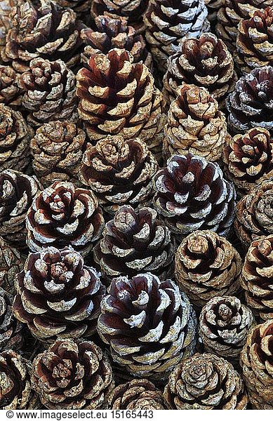 Botanik  Kiefer  Schottische Kiefer  Pinus sylvestris  Cairngorms NP  Schottland