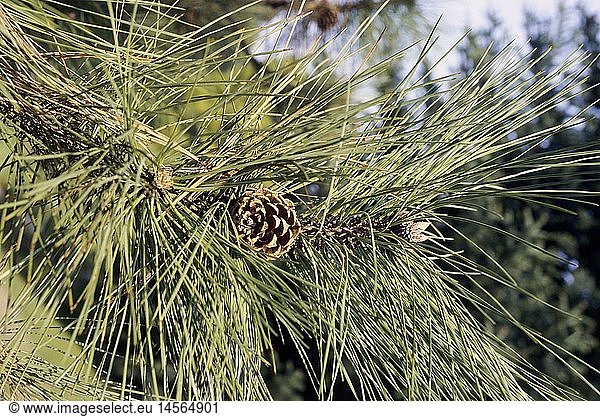 Botanik  Kiefern (Pinus)  Gelb-Kiefer (Pinus ponderosa)  BlÃ¤tter und Zapfen an Zweig