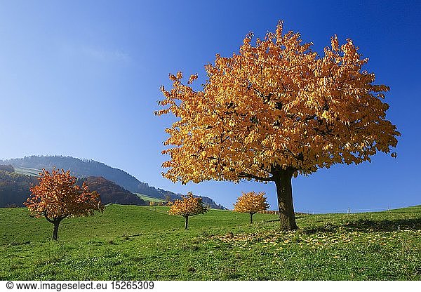 Botanik  KirschbÃ¤ume im Herbst  Prunus avium  Schweiz