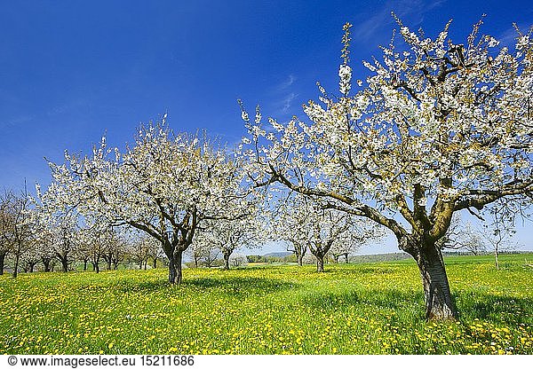 Botanik  KirschbÃ¤ume (Prunus avium)  im FrÃ¼hling  Basel-Landschaft  Schweiz