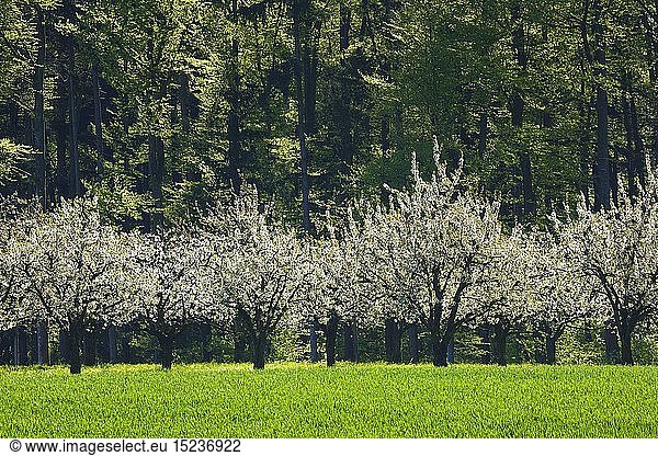 Botanik  KirschbÃ¤ume (Prunus avium)  im FrÃ¼hling  Basel-Landschaft  Schweiz