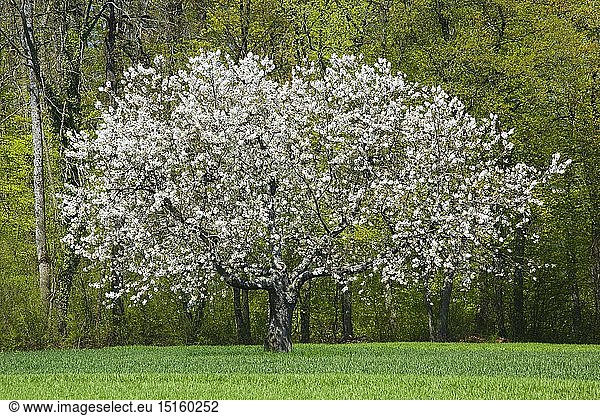 Botanik  Kirschbaum (Prunus avium)  im FrÃ¼hling  Basel-Landschaft  Schweiz
