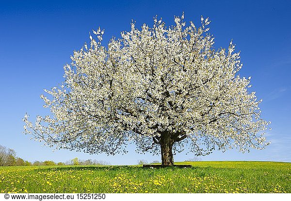 Botanik  Kirschbaum (Prunus avium)  im FrÃ¼hling  Basel-Landschaft  Schweiz