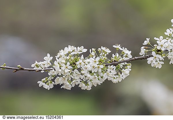 Botanik  Kirsche  BlÃ¼hender Kirschbaum  Niedersachsen
