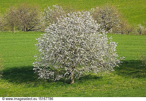 Botanik  Kirsche (Prunus avium)  KirschbÃ¤ume im FrÃ¼hling  Basel-Landschaft  Schweiz