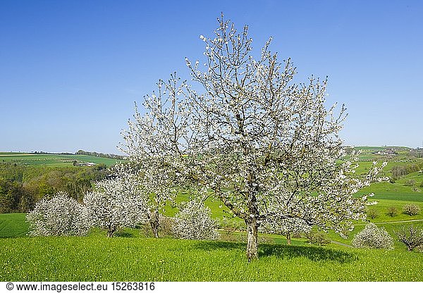 Botanik  Kirsche (Prunus avium)  KirschbÃ¤ume im FrÃ¼hling  Basel-Landschaft  Schweiz