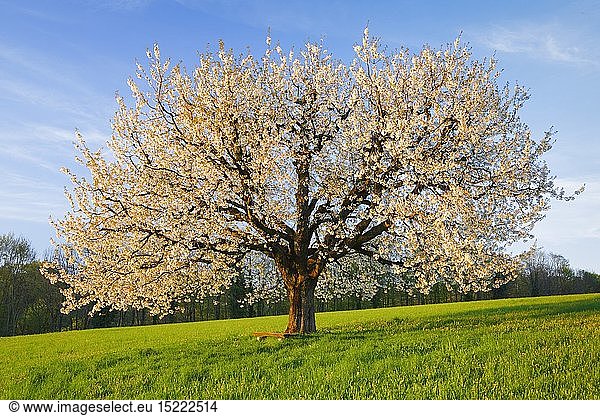 Botanik  Kirsche (Prunus avium)  Kirschbaum im FrÃ¼hling  Basel-Landschaft  Schweiz