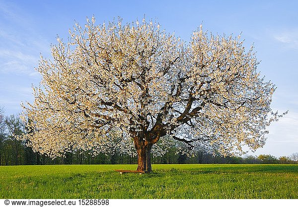 Botanik  Kirsche (Prunus avium)  Kirschbaum im FrÃ¼hling  Basel-Landschaft  Schweiz