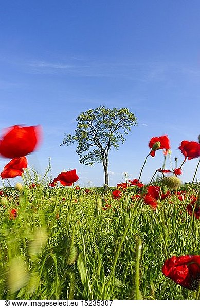 Botanik  Klatschmohn (Papaver rhoeas)  Blumenwiese im FrÃ¼hling  Neusiedl am See  Burgenland  Ã–sterreich  Neusiedlersee Seewinkel