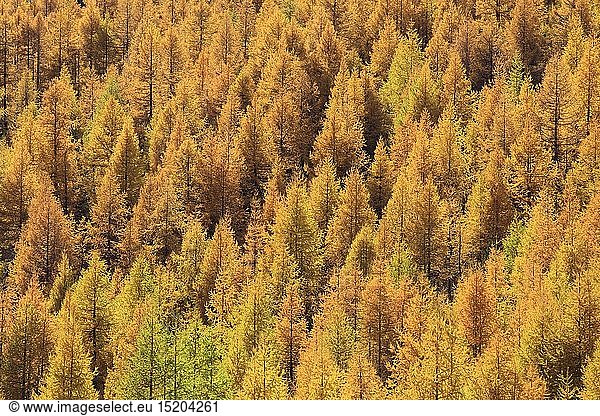 Botanik  LÃ¤rchenwald im Herbst  Larix decidua mill  Larch trees  Schweiz