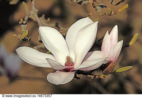 Botanik  Magnolie  (Magnolia)  Art  'Tulpen-Magnolie'  (Magnolia soulangiana)  mehrere BlÃ¼ten an Ast  Deutschland