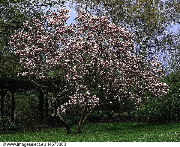 Botanik  Magnolien  Art 'Tulpen-Magnolie' (Magnolia x soulangia)  blÃ¼hender Baum