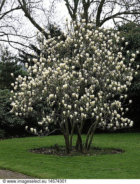 Botanik  Magnolien  Art 'Tulpen-Magnolie' (Magnolia x soulangiana)  blÃ¼hender Baum