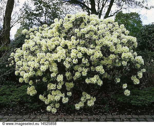 Botanik  Rhododendron  Art 'Rhododendron Williamsianum - Rothenburg'  blÃ¼hender Strauch