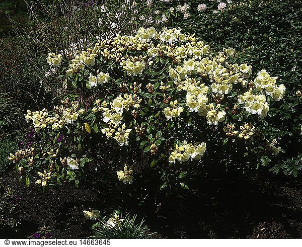 Botanik  Rhododendron  Art 'Rhododendron Williamsianum - Rothenburg'  blÃ¼hender Strauch