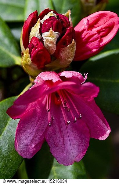 Botanik  Rhododendron  Ã–sterreich  NiederÃ¶sterreich  SÃ¼dliches NÃ–  Eggendorf