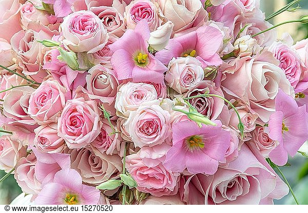 Botanik  rosa BlumenstrauÃŸ pink pastel shades