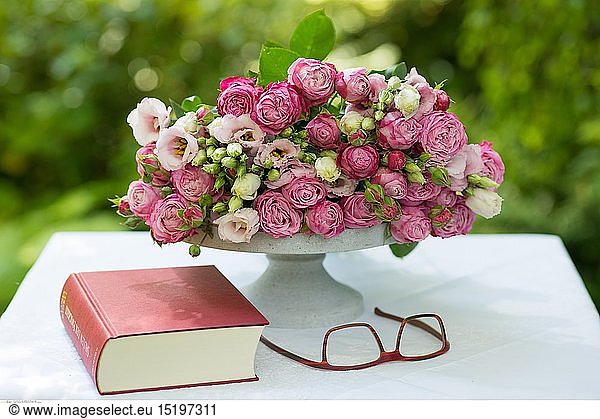 Botanik  rosa Schnittblumen